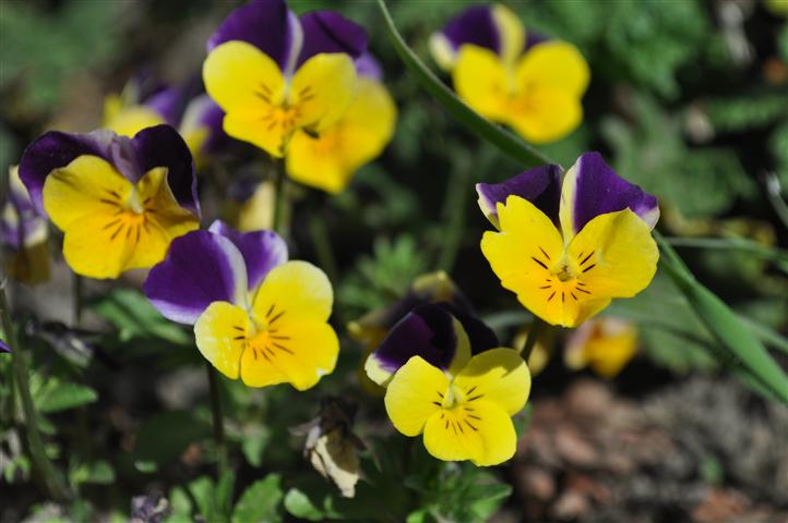 Johnny Jump up Wild Pansy 75 seeds